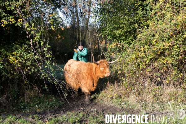 Des vaches à Nantes