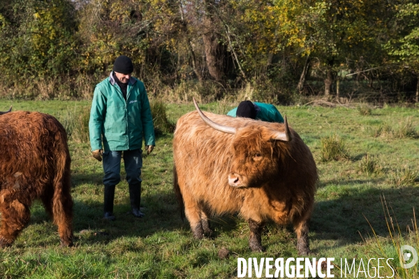 Des vaches à Nantes