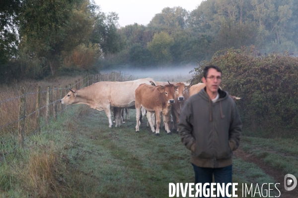 Des vaches à Nantes