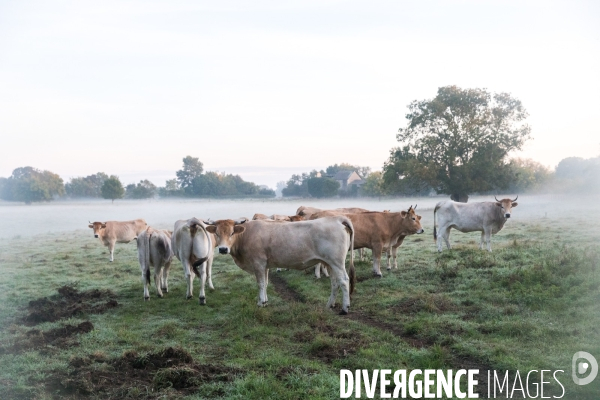 Des vaches à Nantes