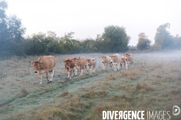 Des vaches à Nantes