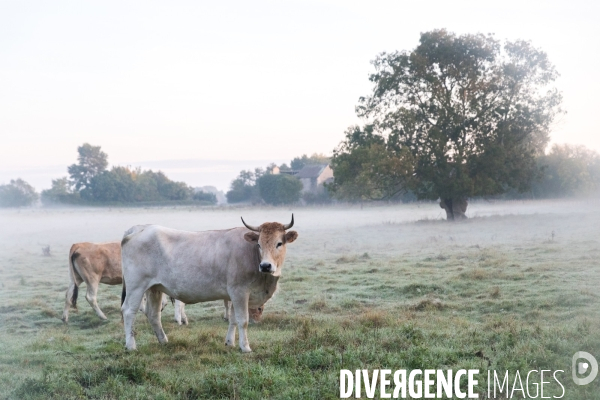 Des vaches à Nantes