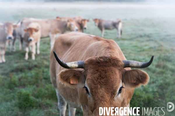 Des vaches à Nantes