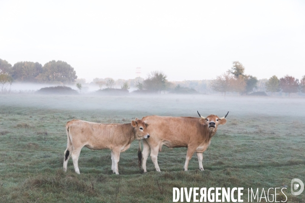 Des vaches à Nantes