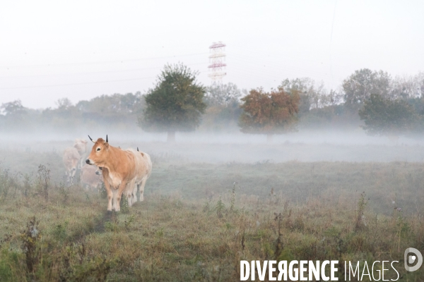 Des vaches à Nantes