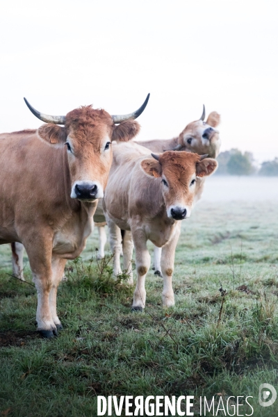 Des vaches à Nantes