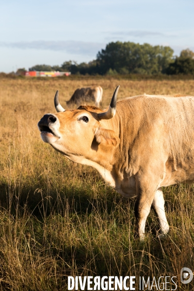 Des vaches à Nantes