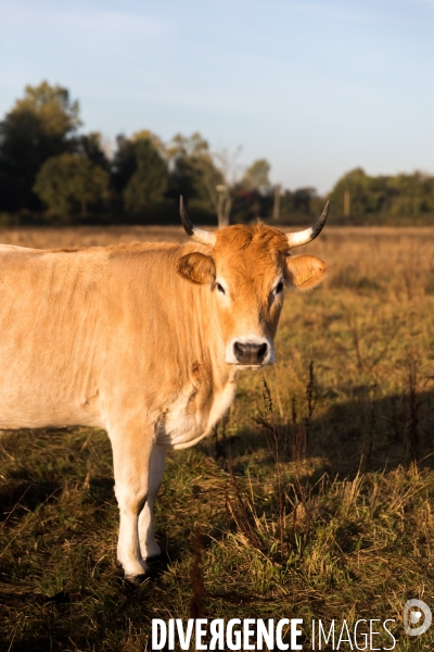 Des vaches à Nantes