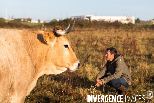 Des vaches à Nantes