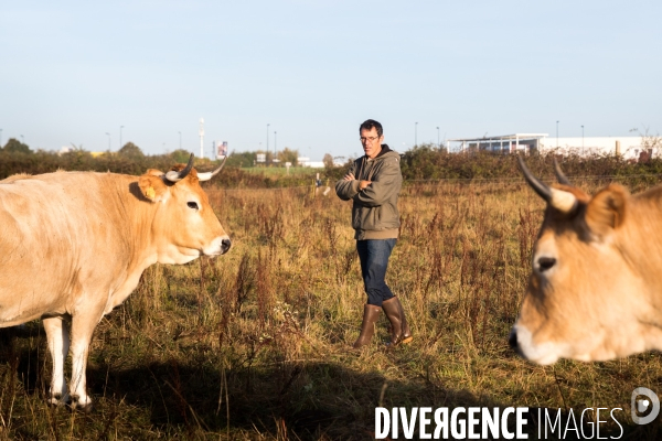 Des vaches à Nantes