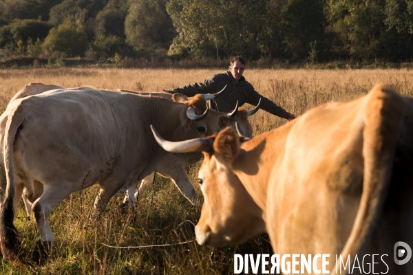 Des vaches à Nantes