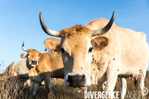 Des vaches à Nantes