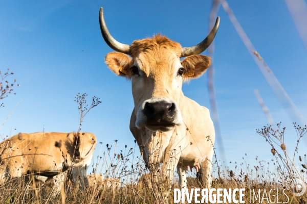 Des vaches à Nantes