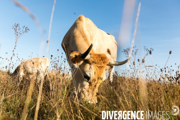 Des vaches à Nantes