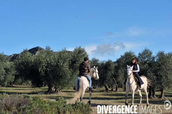 Les oliviers de provence