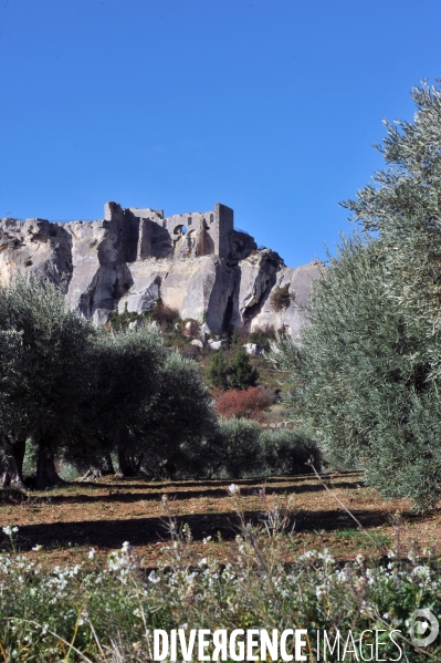 Les oliviers de provence