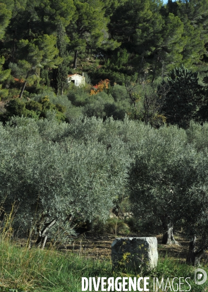 Les oliviers de provence