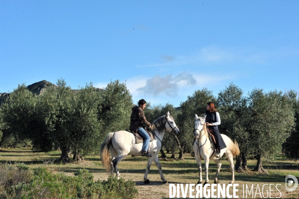 Les oliviers de provence