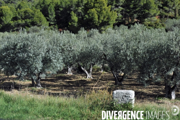 Les oliviers de provence