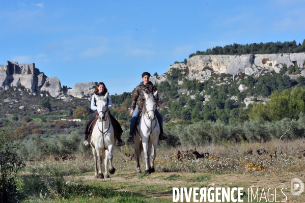 Les oliviers de provence