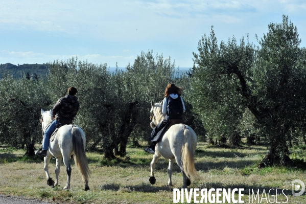 Les oliviers de provence