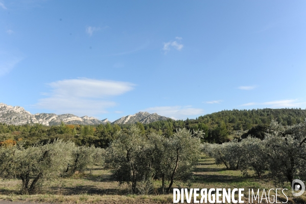 Les oliviers de provence