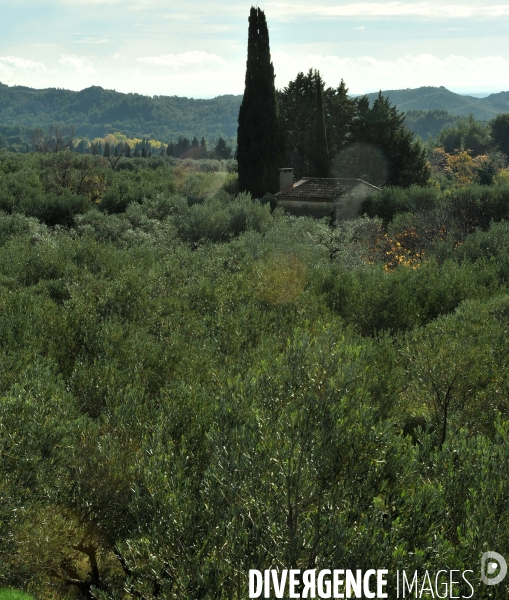 Les oliviers de provence