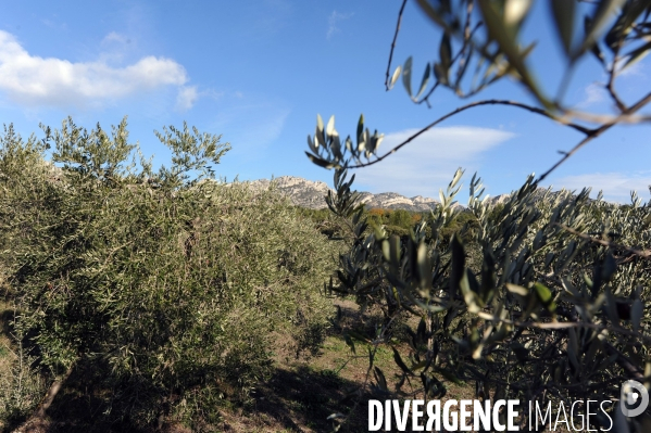 Les oliviers de provence