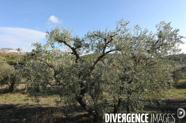 Les oliviers de provence