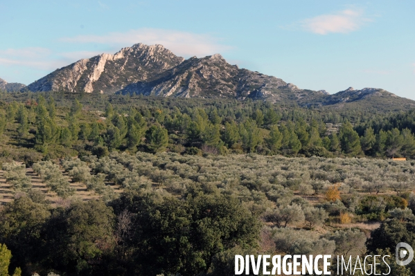 Les oliviers de provence