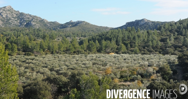 Les oliviers de provence