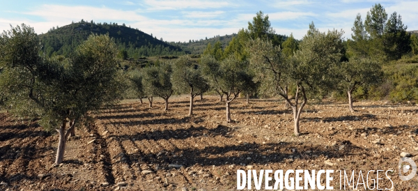 Les oliviers de provence