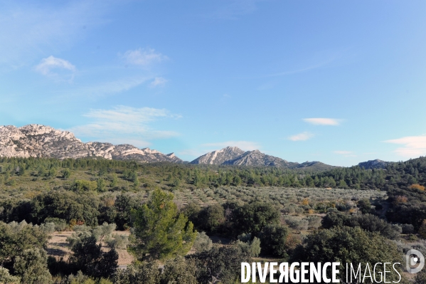 Les oliviers de provence