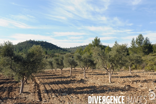 Les oliviers de provence