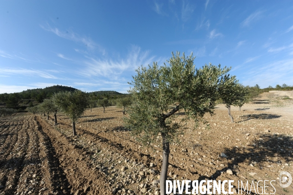 Les oliviers de provence