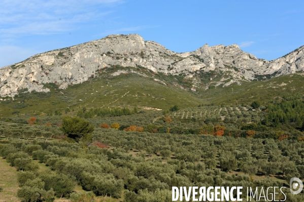 Les oliviers de provence