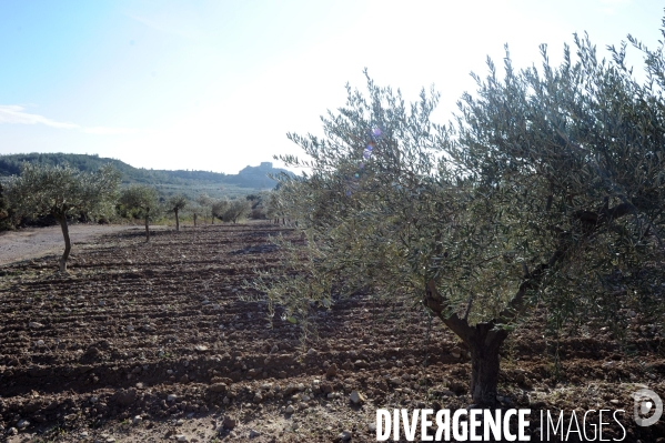 Les oliviers de provence