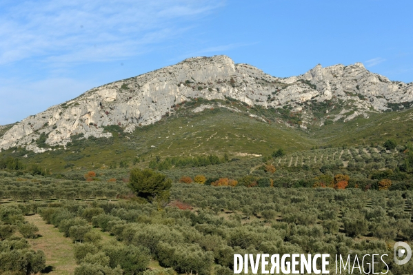 Les oliviers de provence