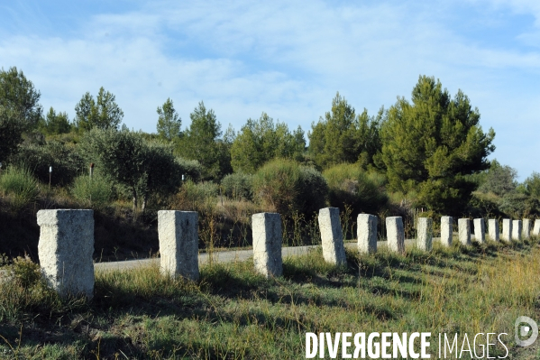 Les oliviers de provence