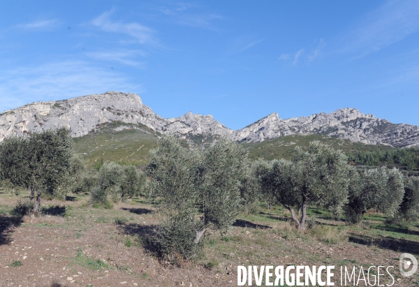 Les oliviers de provence