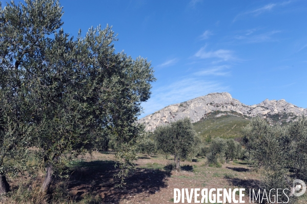 Les oliviers de provence