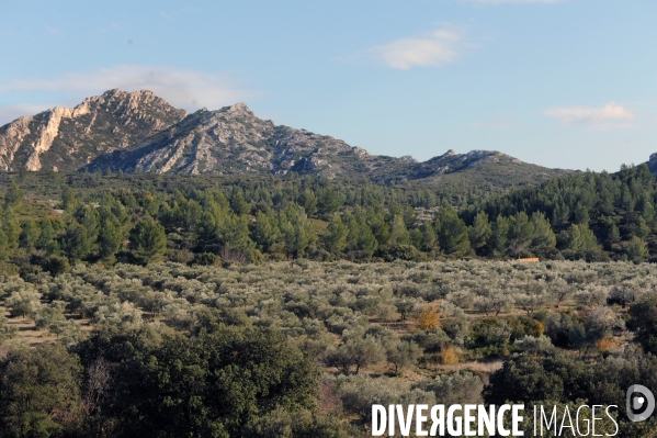 Les oliviers de provence