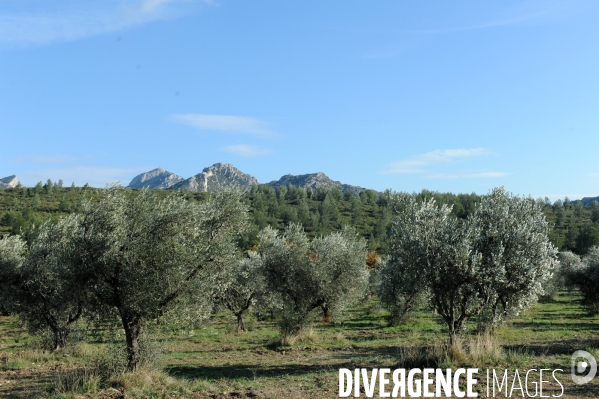 Les oliviers de provence