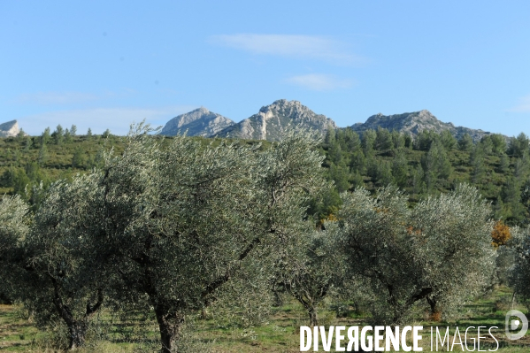 Les oliviers de provence