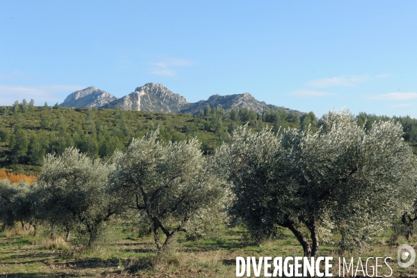 Les oliviers de provence