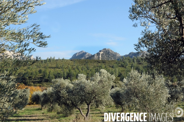 Les oliviers de provence