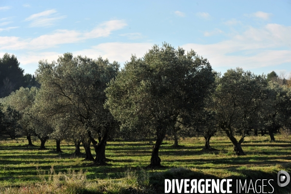 Les oliviers de provence