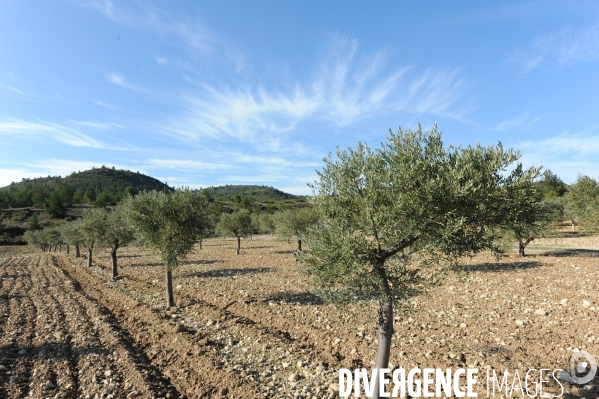 Les oliviers de provence