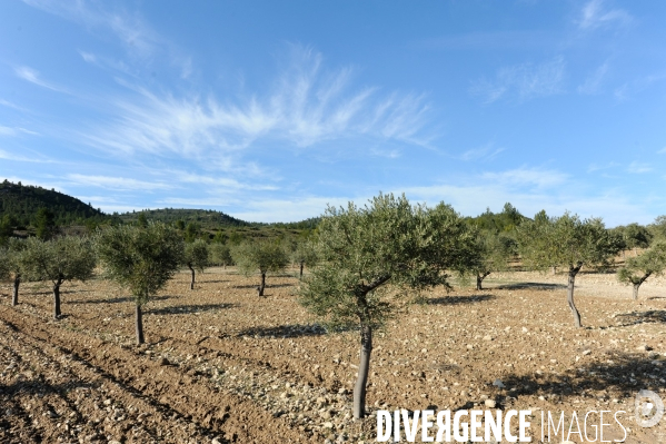 Les oliviers de provence