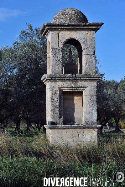 Les oliviers de provence